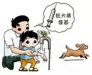 打完狂犬疫苗八个月又被咬，应对策略与注意事项