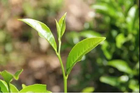 广东省茶叶出口，繁荣的历程与未来的展望