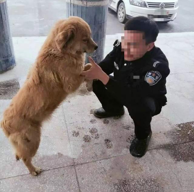 广东省警犬领养要求条件详解