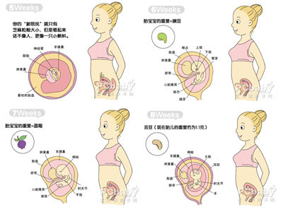 两个月胚胎的发育与大小