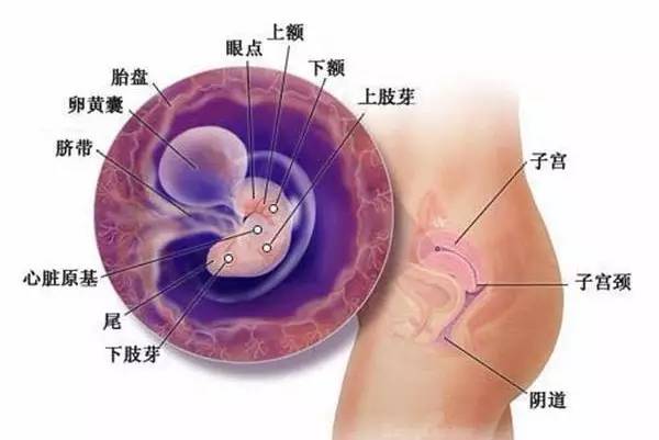 胎儿几个月后不会畸形，深入了解胎儿发育与预防畸形的关键期