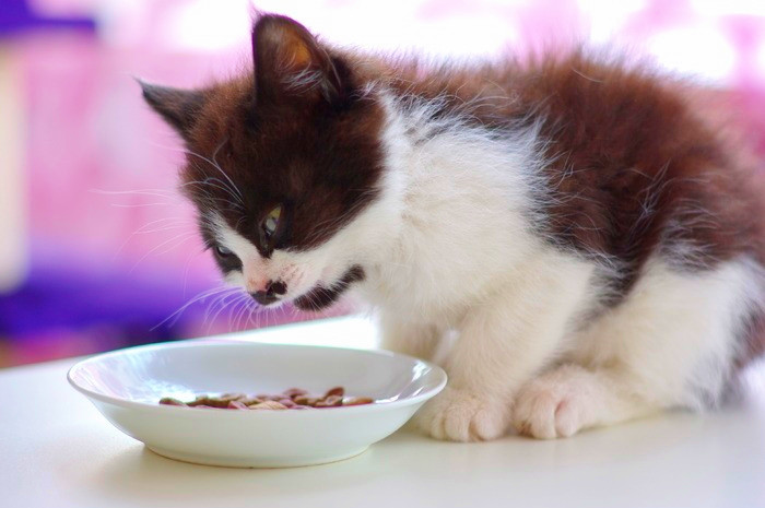 两个月大的猫咪喂食指南