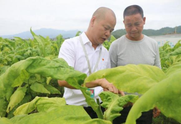 广东省烟草局赵强，引领行业变革的杰出领导者