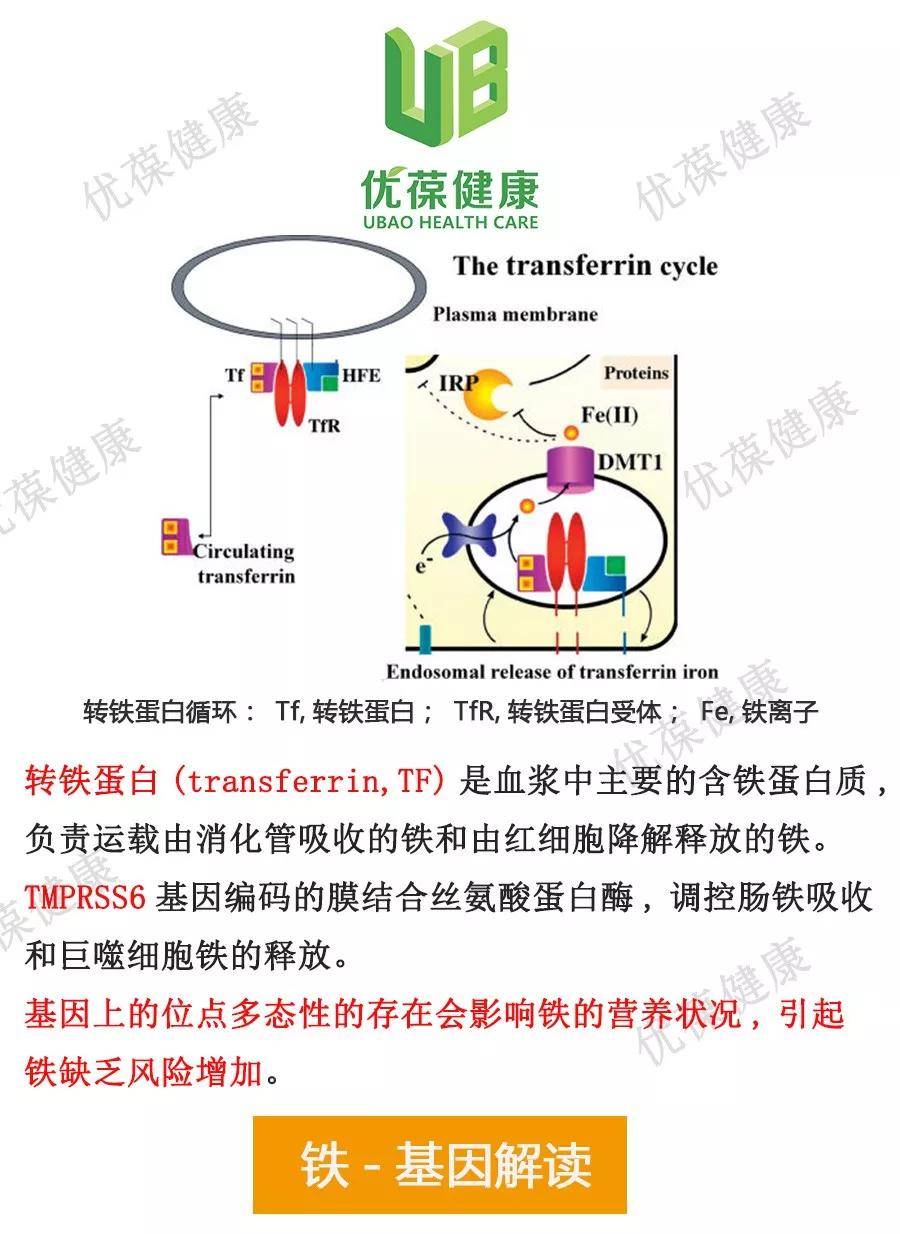 几个月开始补铁，关于铁元素补充的探讨