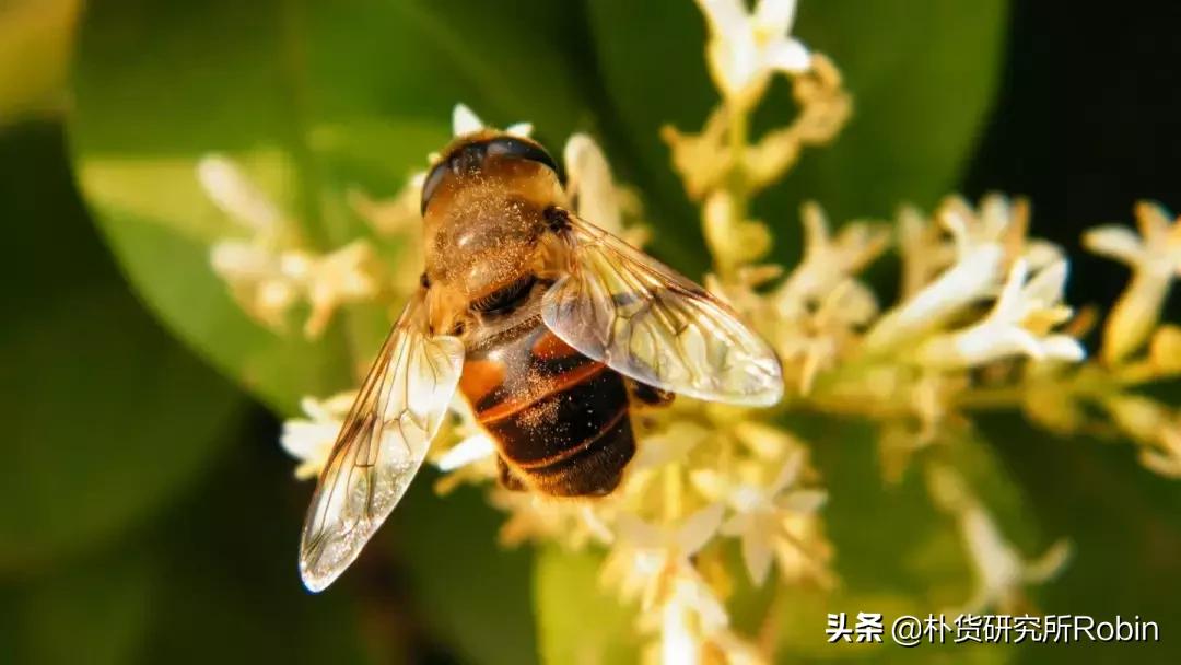 八个月宝宝发热，家长如何应对与处理