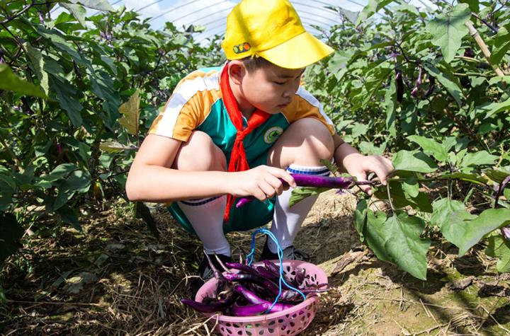 广东省泗安镇，历史底蕴与现代魅力的融合之地