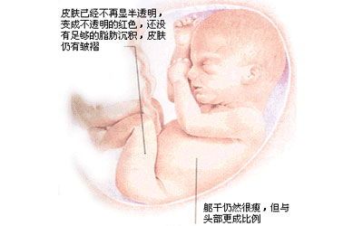 孕八个月胎儿的成长与发育特点